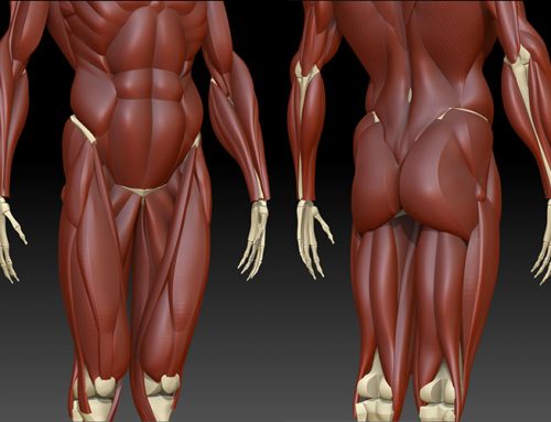 The leg muscles